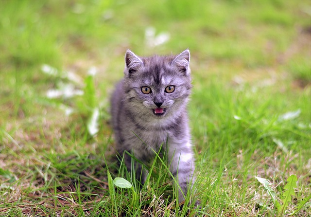 Vind kittens - Alle catteries in België -