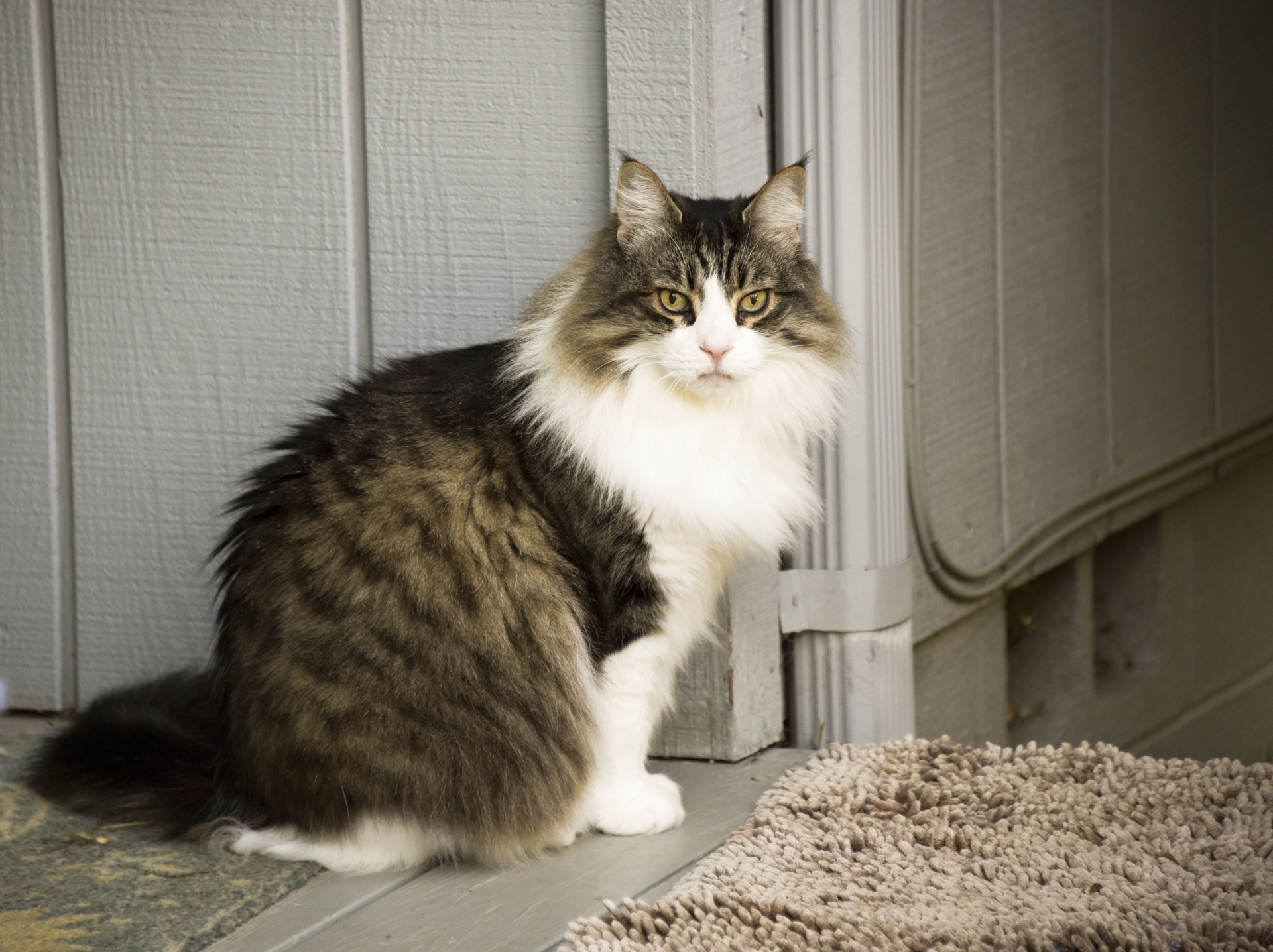 Buitenboordmotor aantrekken Gangster Maine Coon: Alles wat je altijd al wilde weten! - Kittens te koop -  OnlyPets.be